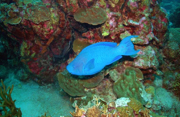 Blauer Papageienfisch Riff — Stockfoto