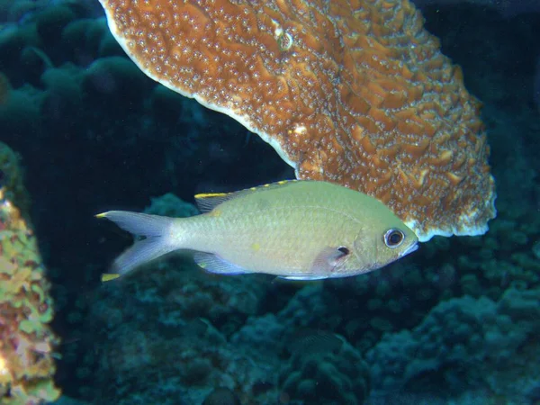 Damigella Verde Cromis Sulla Barriera Corallina — Foto Stock