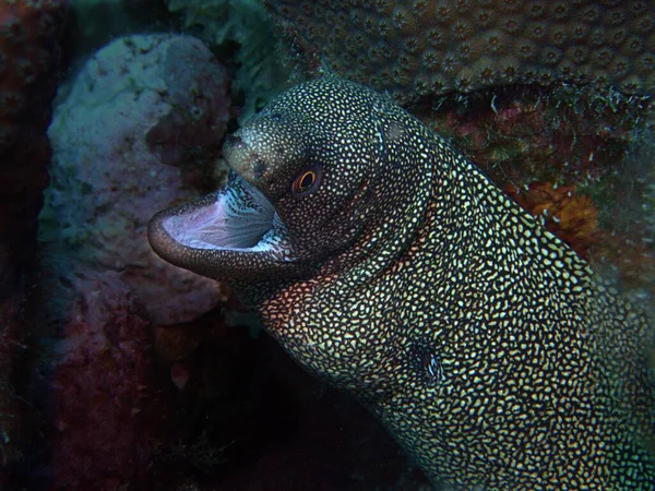 Goldentail Moray Anguilla Sulla Barriera Corallina — Foto Stock