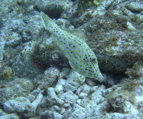 Pesce Lima Scarabocchiato Sulla Scogliera — Foto Stock