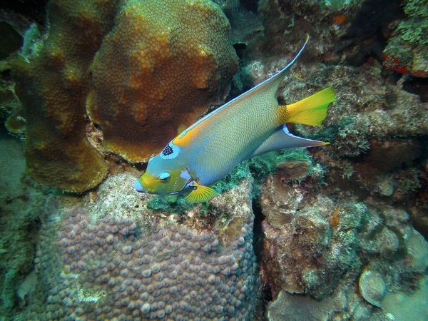 산호초에서 있는앙 — 스톡 사진