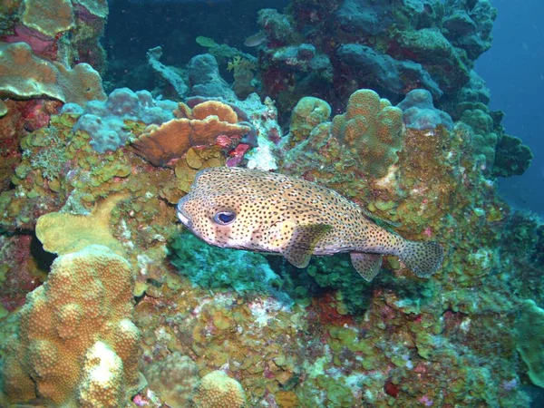 珊瑚礁上的豪猪鱼 — 图库照片