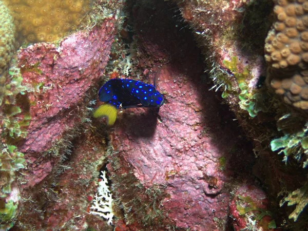 大堡礁上的黄尾鱼 — 图库照片