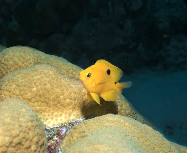 Threespot Damselfish Zátonyon — Stock Fotó