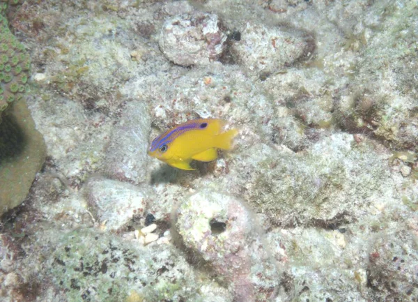 Beau Gregory Damselfish Sulla Barriera Corallina — Foto Stock