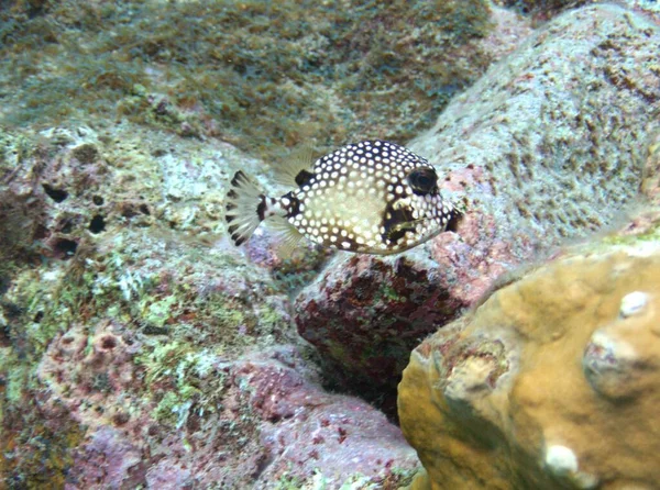 在礁石上吃着平滑的鳟鱼 — 图库照片