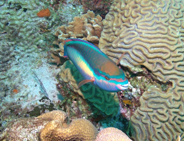 산호초에 파랑비늘돔 — 스톡 사진