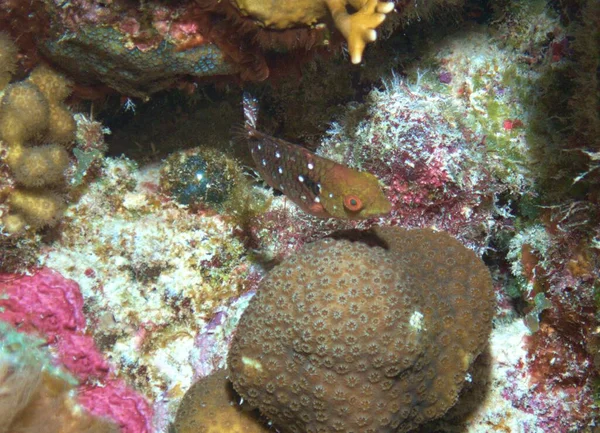 Stoplight Papageienfische Jungfische Riff — Stockfoto