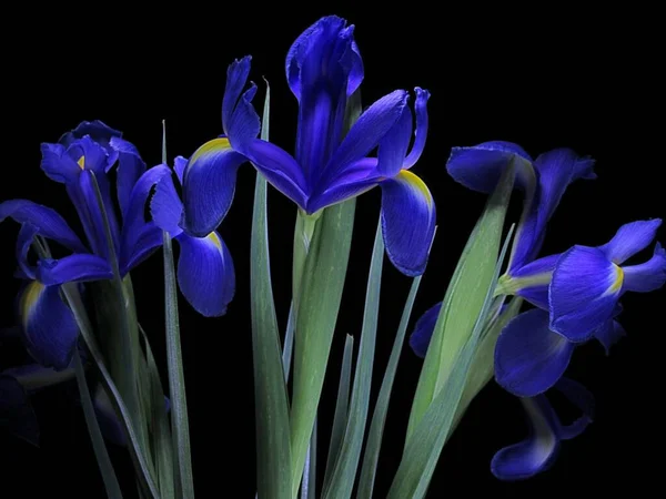 Irises Vase Table — Fotografia de Stock