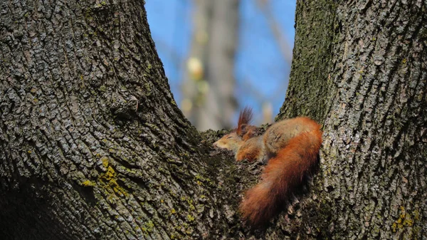 Squirrel Sleeps Tree Park — Foto Stock