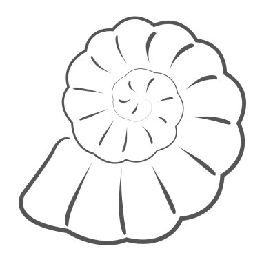 Kabataslak deniz kabuğu. 