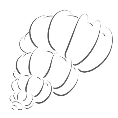 Kabataslak deniz kabuğu.