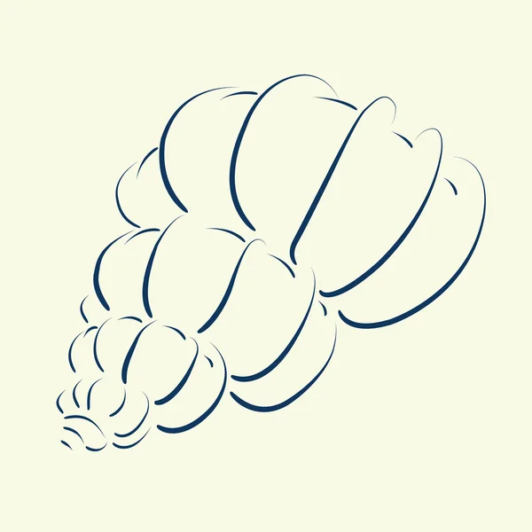 Elegante boceto de concha marina dibujado a mano . — Vector de stock