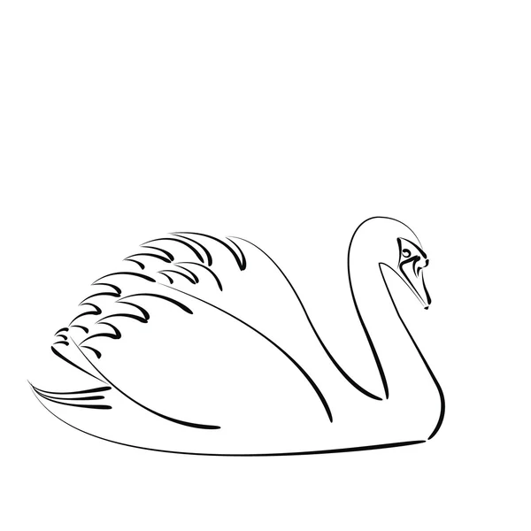 Skissade swan. — Stock vektor