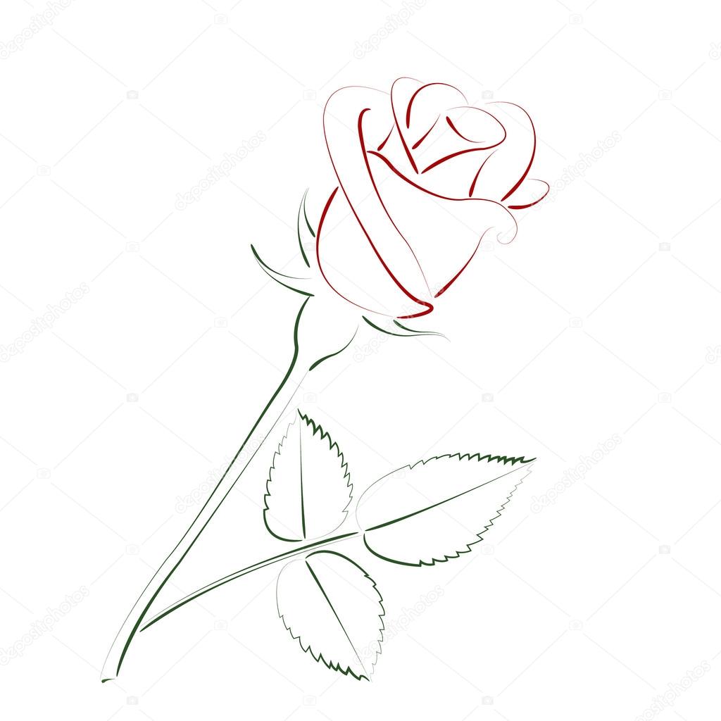 Beautiful sketched rose.
