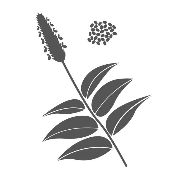 嘉枝とチア種子 — ストック写真