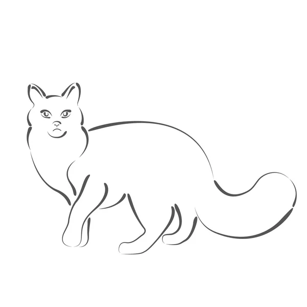 Skissade katten illustration — Stockfoto