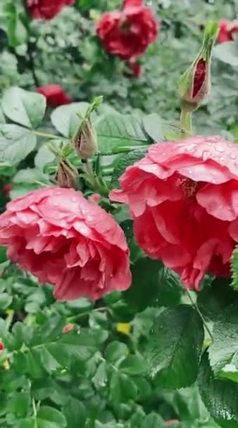 Roses Jardin Après Pluie — Video