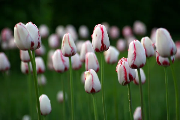 Çok renkli lale soğanı bir Bahçe