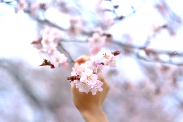 Handpflücke auf rosa Blumen — Stockfoto