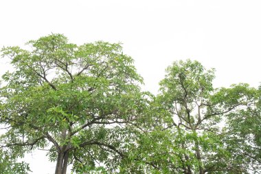 Beyaz arkaplanda ağaç