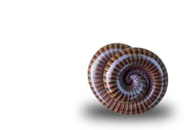kırkayak bobin izole