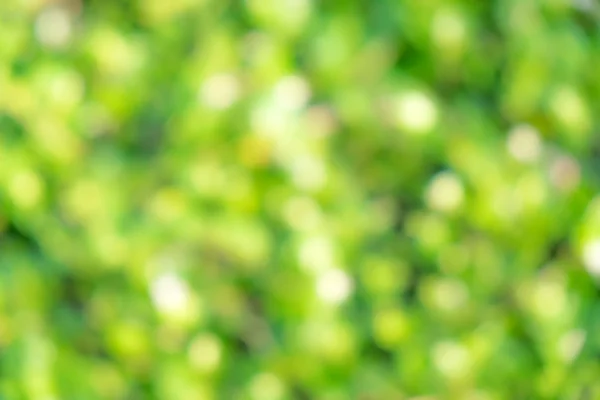 Blurred nature green background from de-focus — Stock Photo, Image