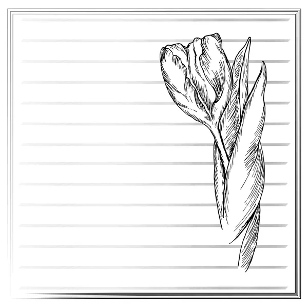 Grafika virág, tulipán vázlat fehér alapon. Vector virágos illusztráció Vintage stílusban. Kézzel rajzolt grafika. Sablon esküvői meghívó, kártya, szerencsekívánat, köszöntés. Szöveghely. — Stock Vector