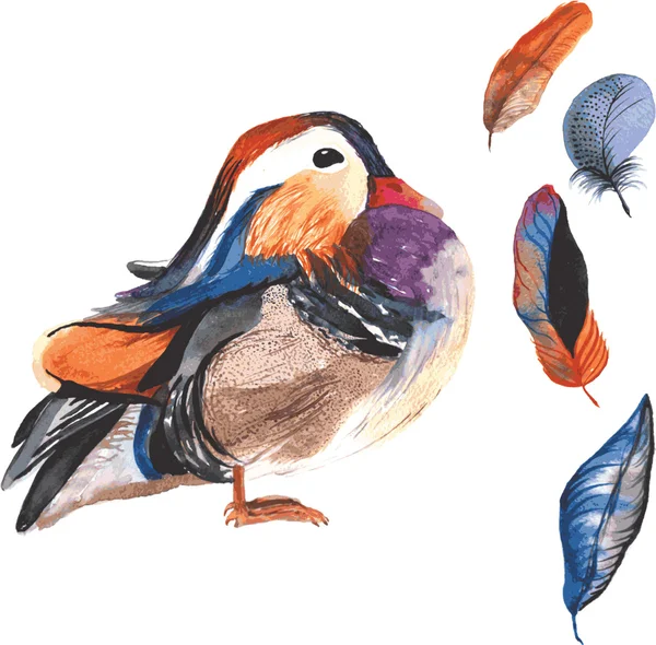 Un ensemble d'aquarelle dessinée à la main contenant l'oiseau Aix galericulata — Image vectorielle