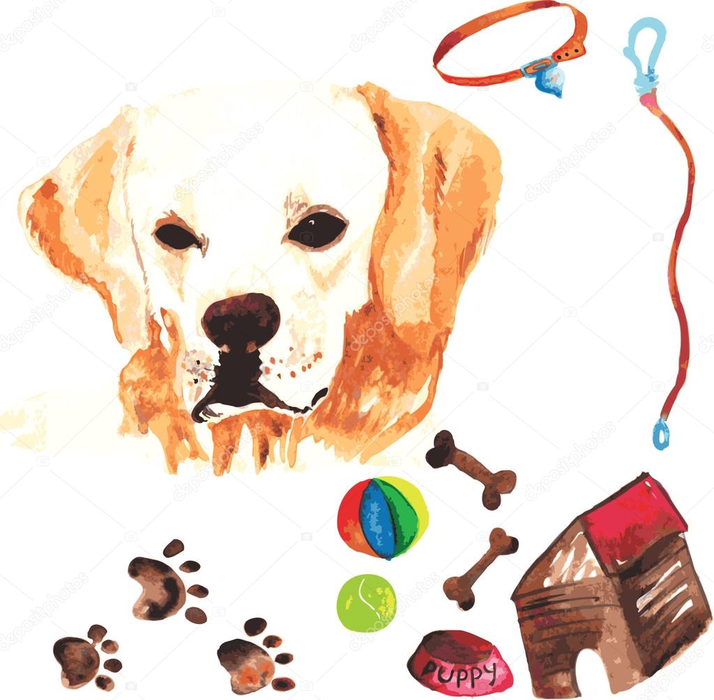 Veterinary kit comprising Labrador Retriever and accessories for