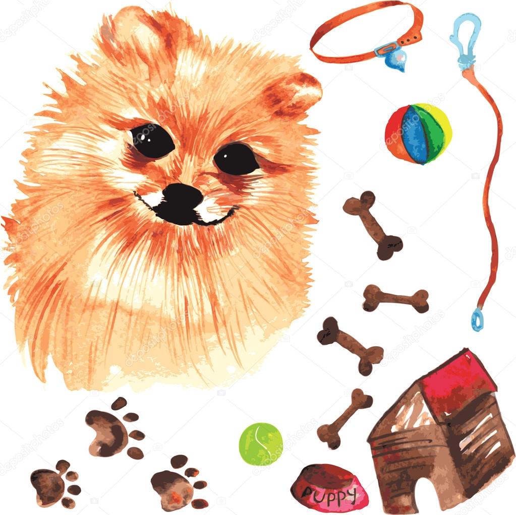 pomeranian accessories