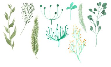 bitki öğeleri kümesi suluboya yalancı - yaprak, petal, pi boyalı