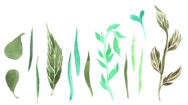bitki öğeleri kümesi suluboya yalancı - yaprak, petal, pi boyalı