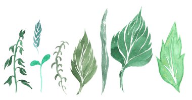 bitki öğeleri kümesi suluboya yalancı - yaprak, petal, pi boyalı