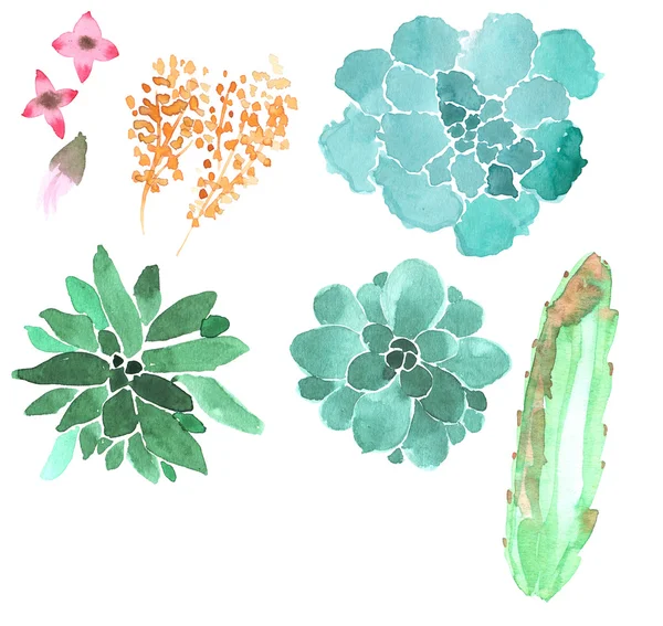 Set composto da elementi vegetali, acquerello dipinto a mano  - — Foto Stock
