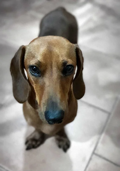 Retrato Cão Retrato Meu Dachshund Estimação Cadela — Fotografia de Stock