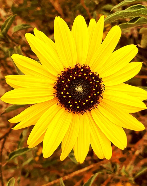 黄色い花です 黄色の花弁を持つデイジー — ストック写真