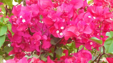 Plumeria veya frangipani çiçek, tropikal çiçek