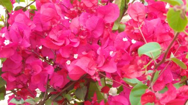 Plumeria veya frangipani çiçek, tropikal çiçek