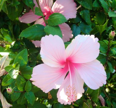 Plumeria veya frangipani çiçek, tropikal çiçek