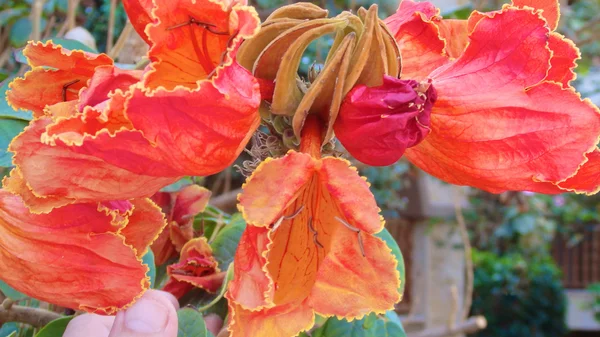 鸡蛋花或者鸡蛋花的花朵，热带花卉 — 图库照片