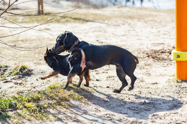 Chihuahua Und Dackel Spielen Sand Dackel Und Chihuahua Sind Draußen — Stockfoto