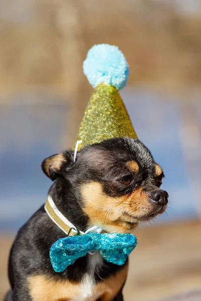 Söt Födelsedag Chihuahua Naturlig Bakgrund Chihuahua Hund Födelsedagshatt Födelsedag Hund — Stockfoto