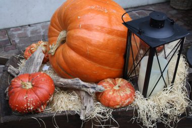 Cadılar Bayramı partisi için balkabağı