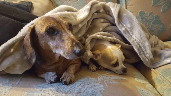 Dachshund His Friend Chihuahua Sofa Warm Blanket — Stock Photo, Image