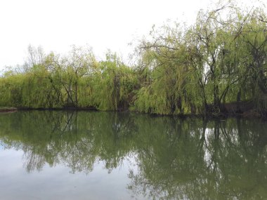 Sudaki ağaçların yansıması