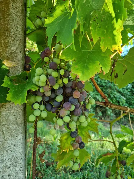 Italia Monferrato Langhe Uve Vino Rosso — Foto Stock