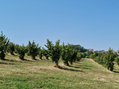 İtalya, Piemonte, Monferrato ve Langhe, bölgedeki fındık ağaçları.