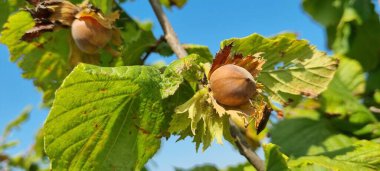 fındık ağacı üzerinde