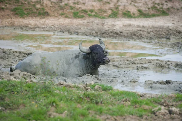 Water buffaloes bathing in a pond in a pasture.